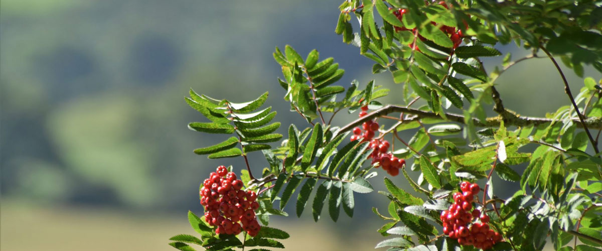 Common Rowan