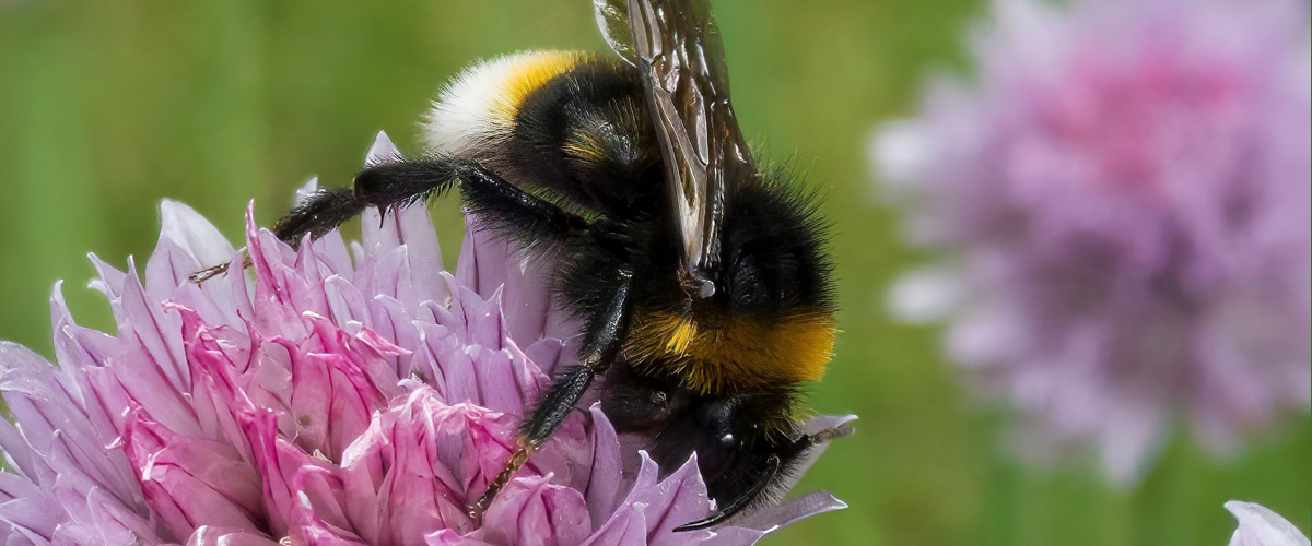 Wildlife & Biodiversity