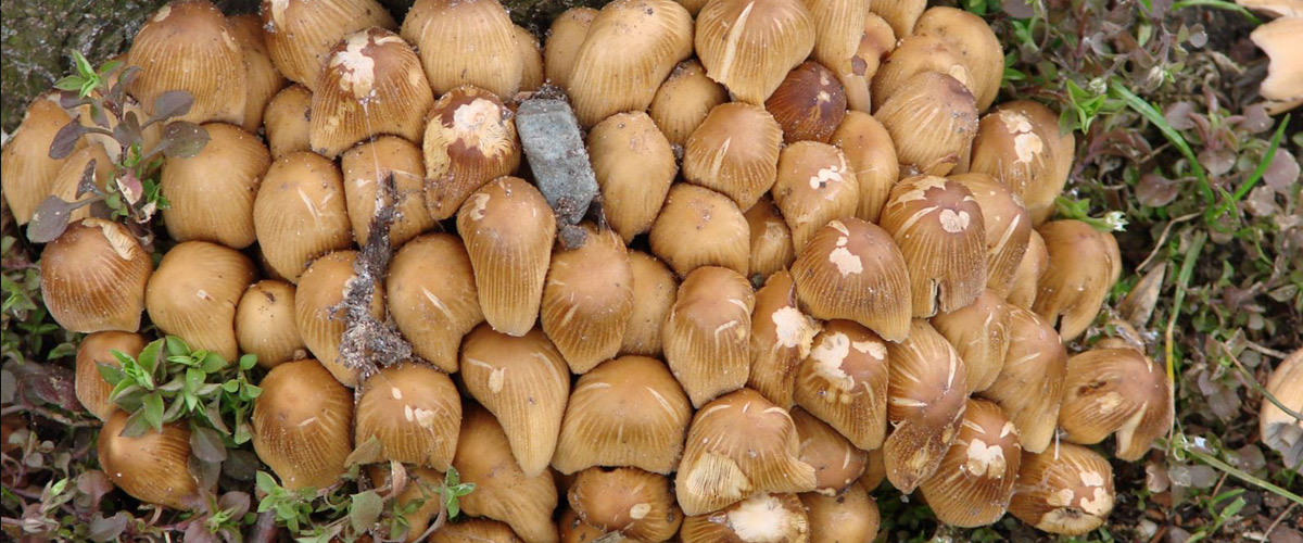 Mushrooms
