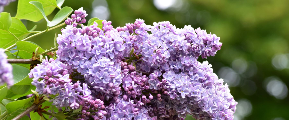 Flowers and Plants
